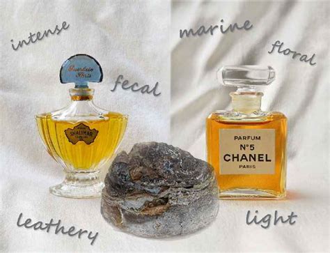 ambergris in chanel no 5|ambergris found.